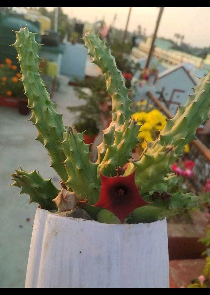 Unique Succulent Plant with Red Flower 2 plants