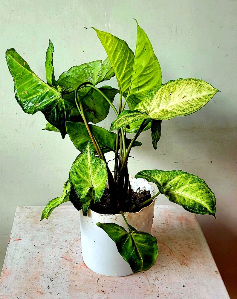 arrowhead Plant 🏝 &amp; Pot