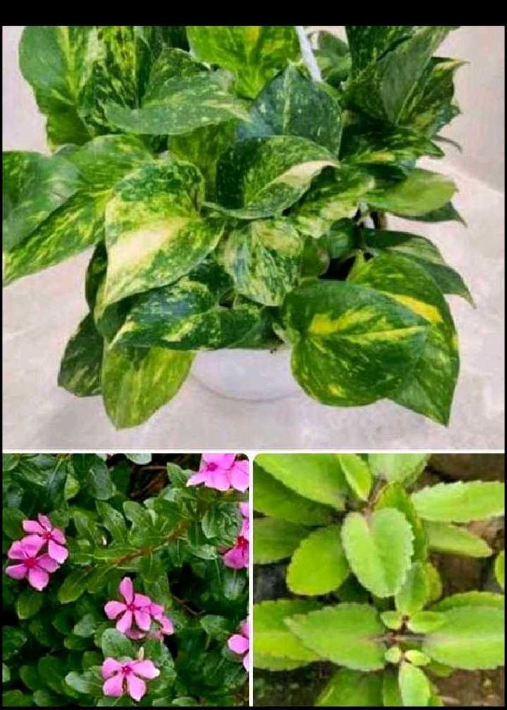 combo of 8 plants