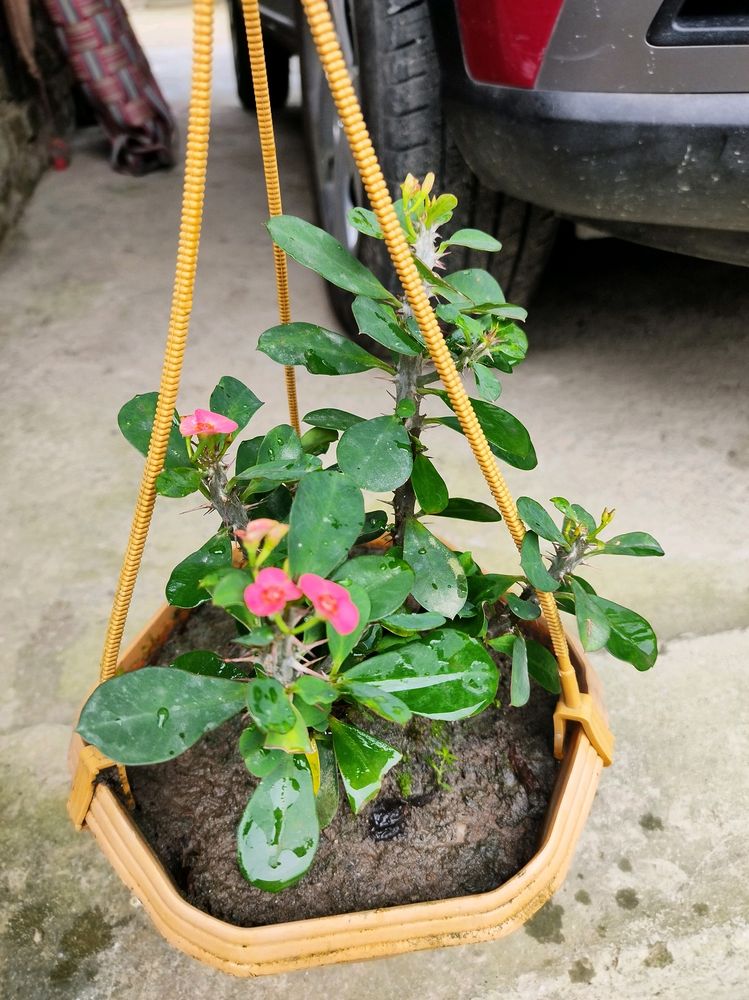 Euphorbia Plant