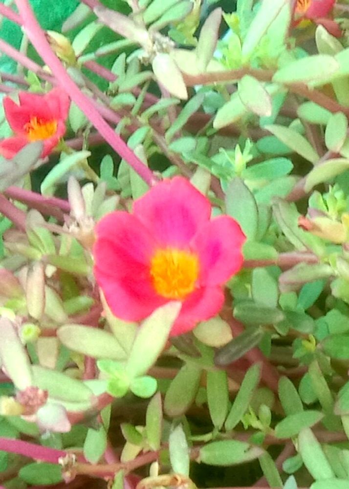 Vibrant Pink Purslane Flowers