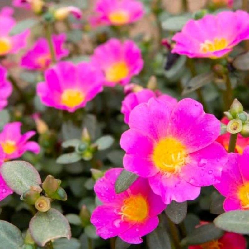 pack of three plants
