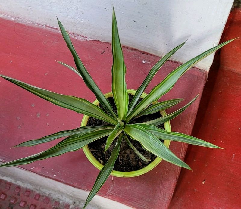 Agave Attenuata Small  Heat Tolerant &amp; Pot