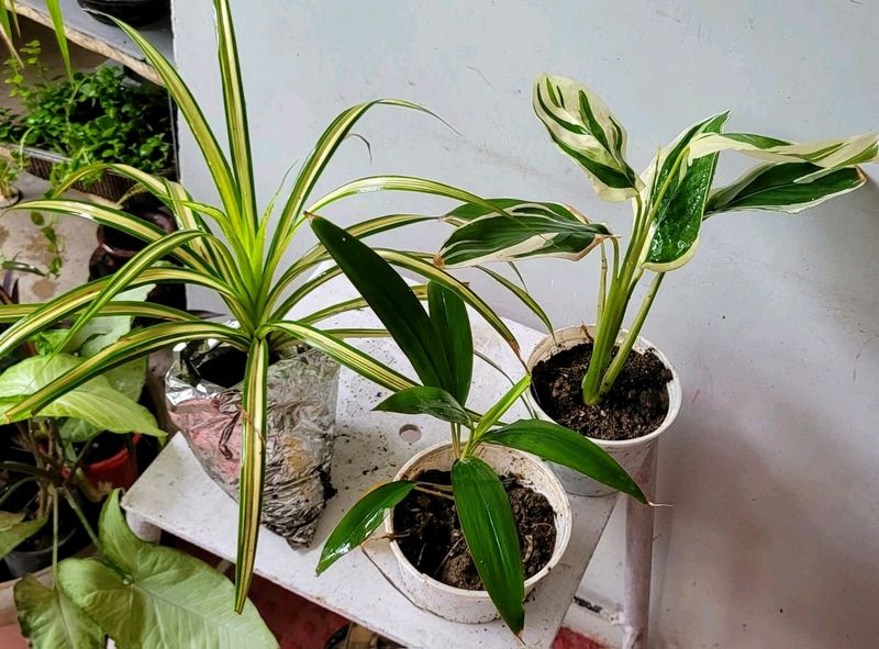 Pack 3 Dracaena Red Ruby &amp; Pandanus veitchii &amp; Nev