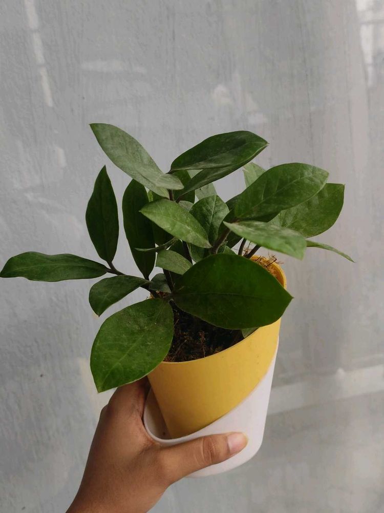ZZ Plant In Self Watering Pot