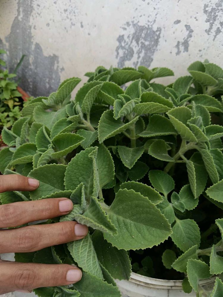 Mexican Mint Plant Branch