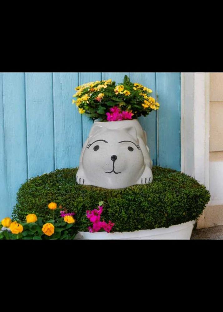Cute cat  Face Planter