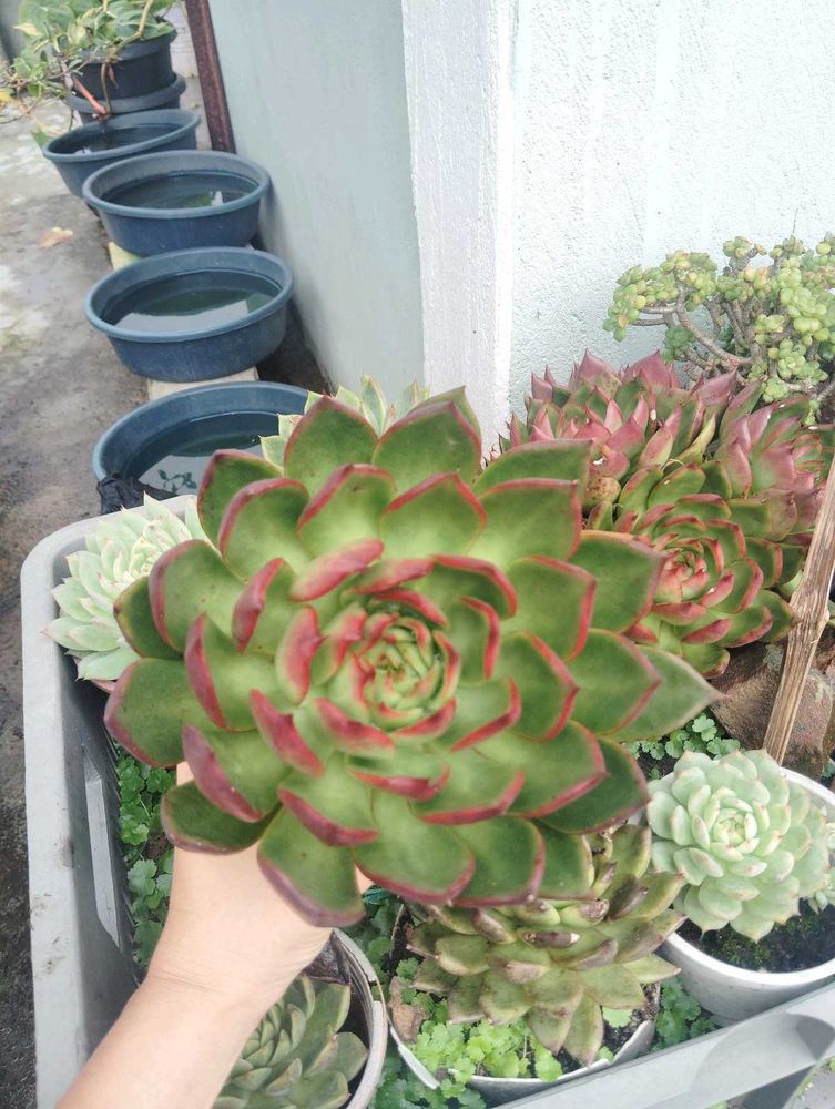 Succulent Echeveria Agavoides Lipstick