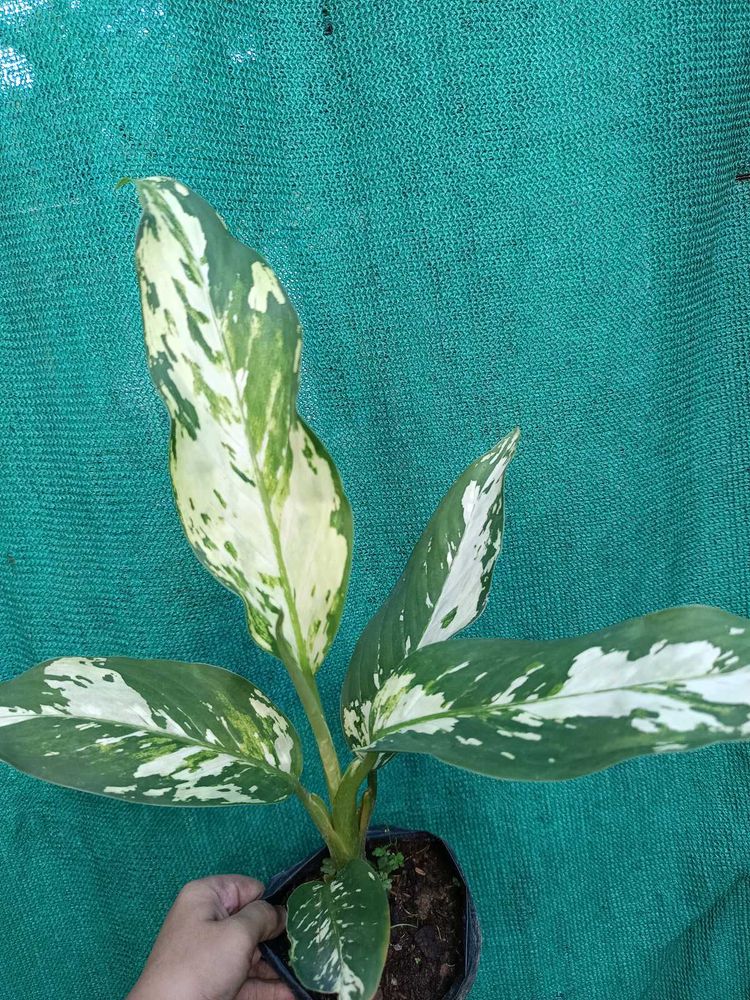 Variegated Dieffenbachia Plant