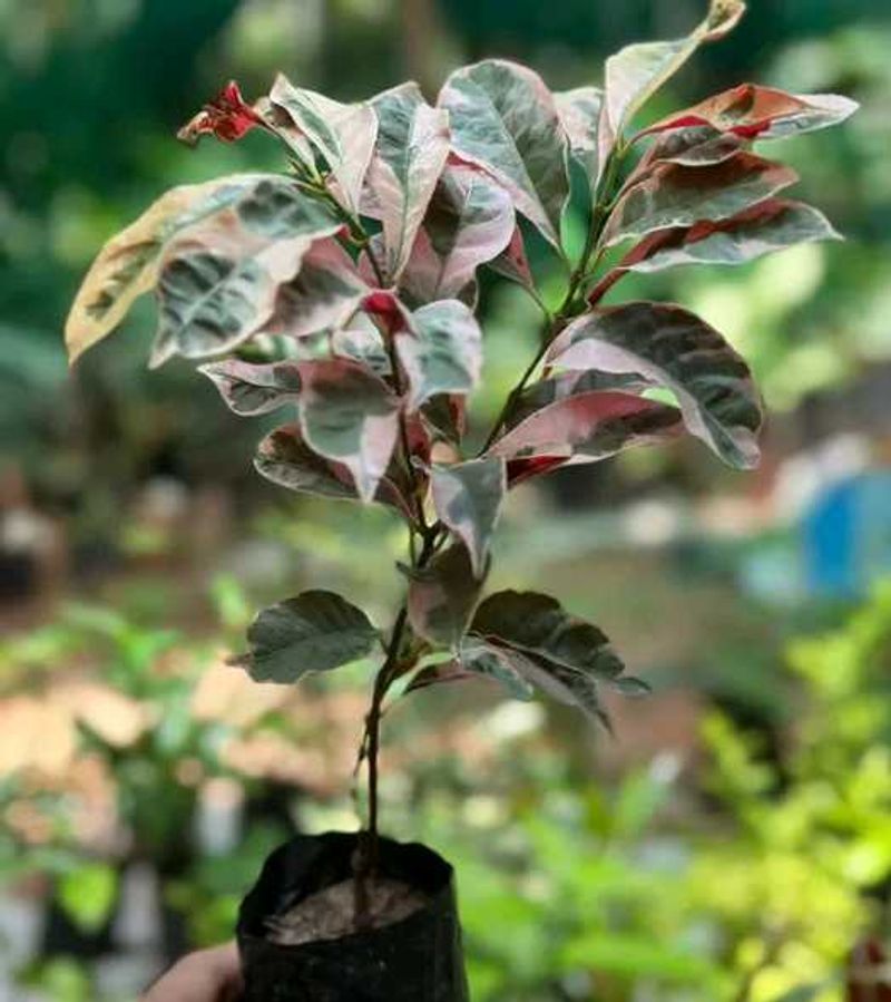 Tricolor Plant