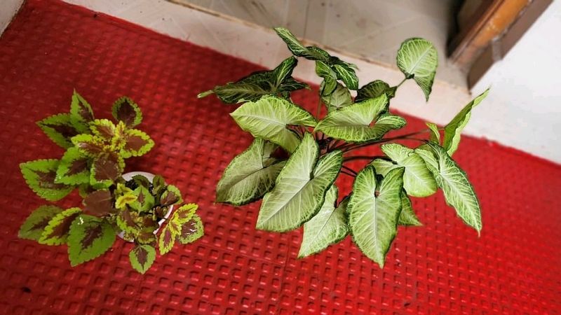 Set 2 Arrowhead &amp; Coleus Plants &amp; Pot