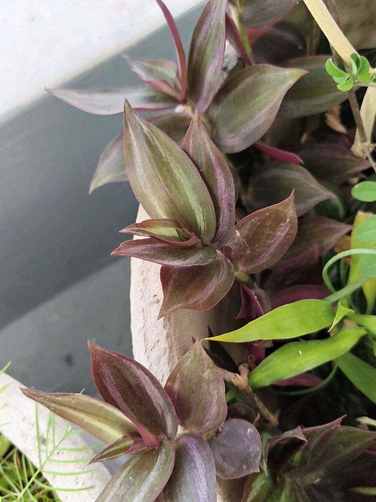 Tradescantia Zebrina Plant