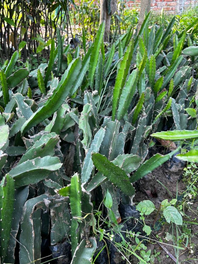 Dragon fruit plant