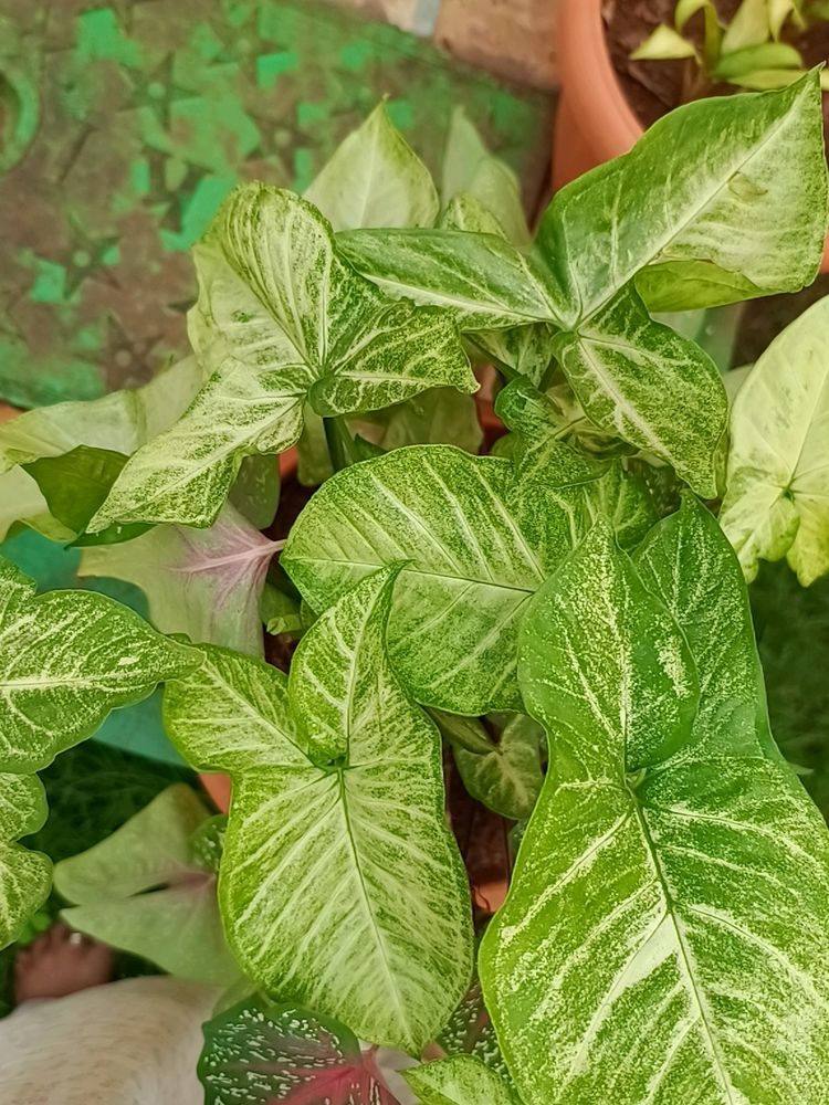 Plant -Syngonium.... Green N White Va
