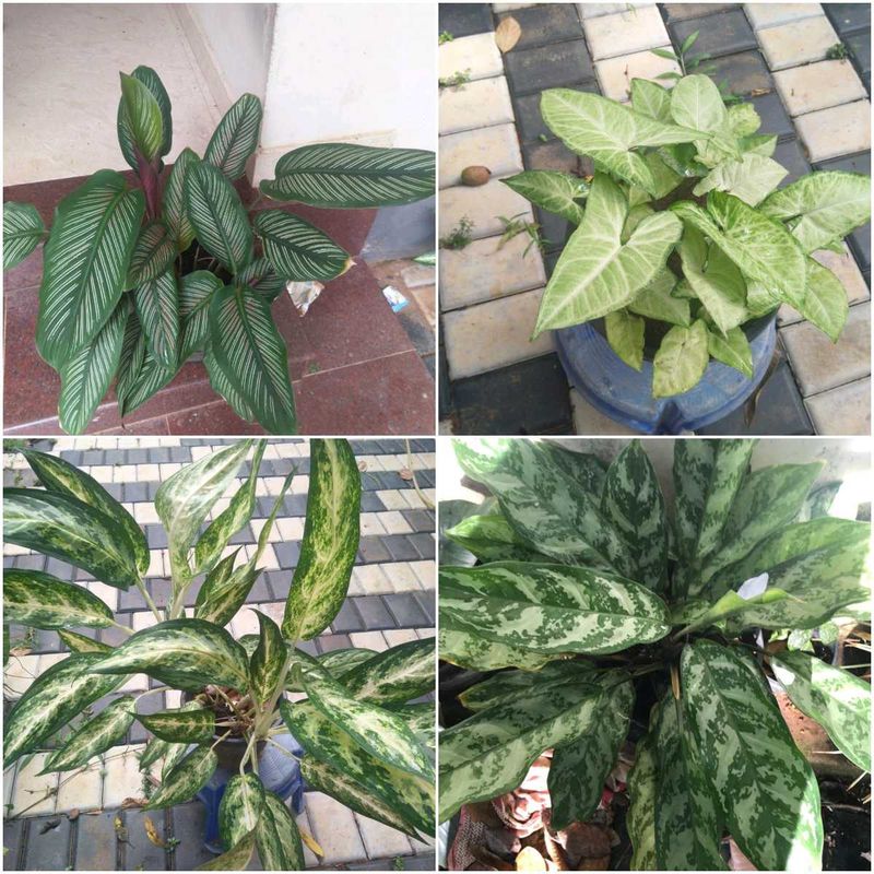 16 live root plants