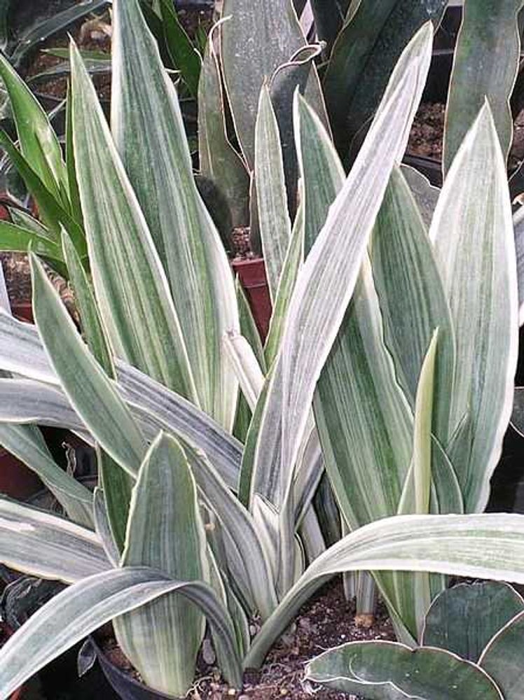 Sanseviera Sayuri Snake Plant