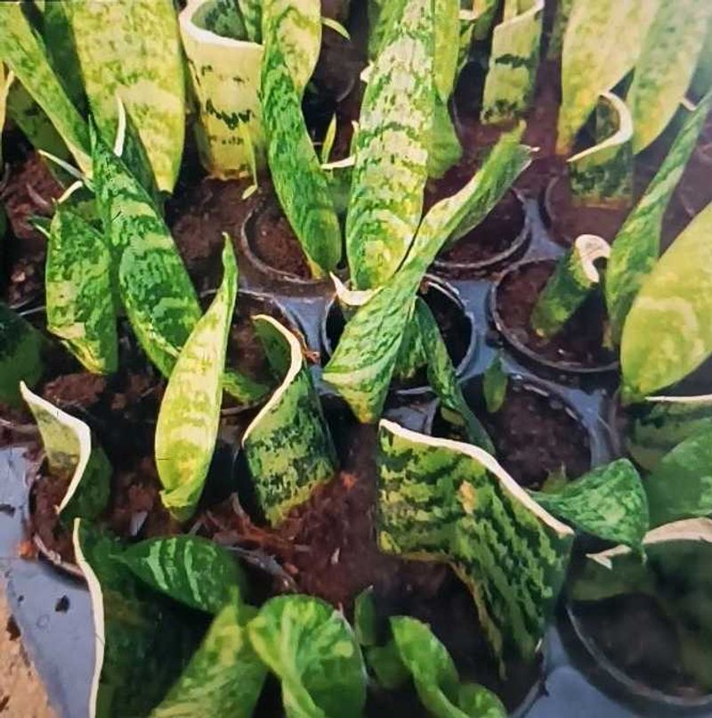 snake plant