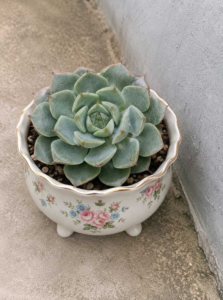 Echeveria