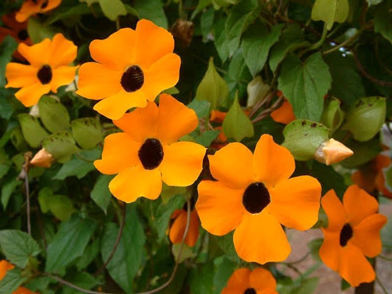Susan Vine Plant's Available