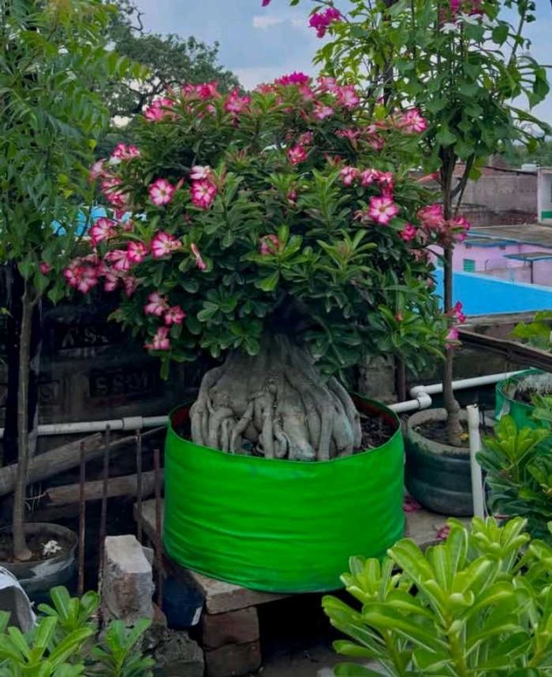 Beautiful Desert Rose Plant( adenium arebicum)