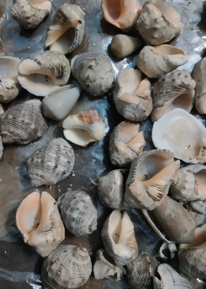 Seashells