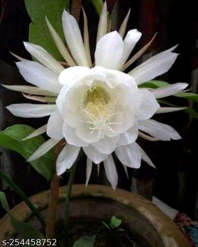 Bramh Kamal Flower Plant