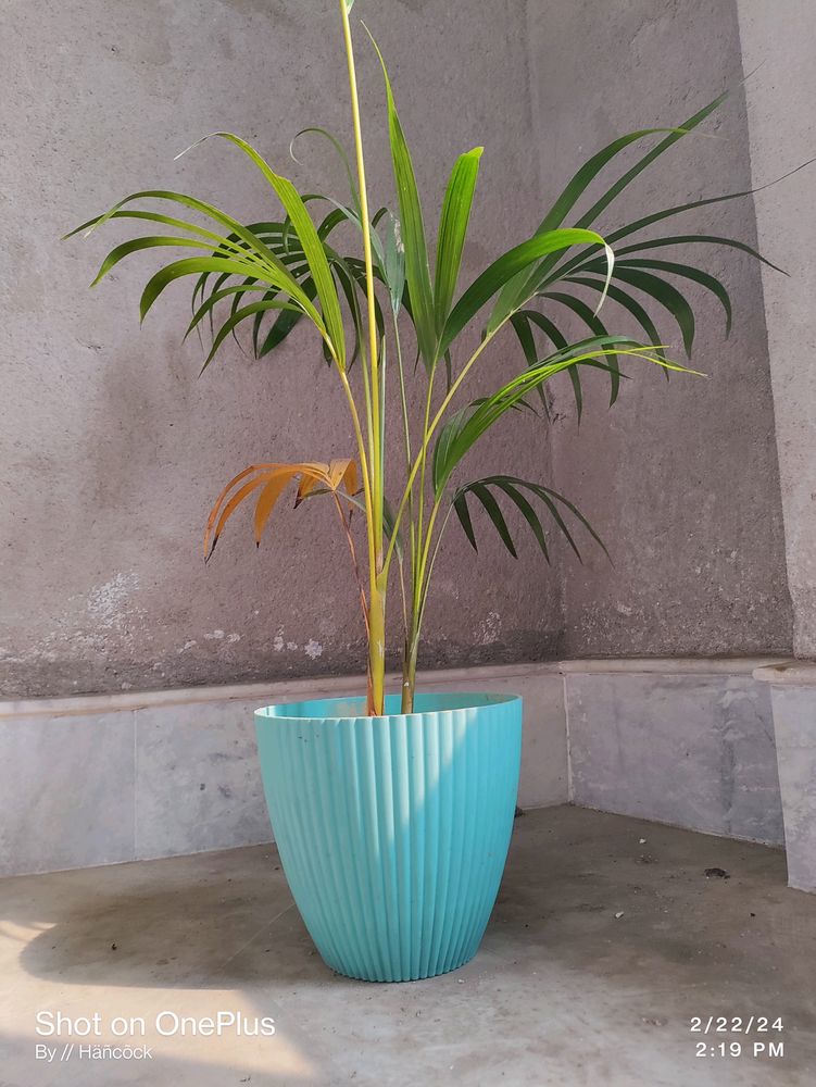Elegant Areca Palm in Turquoise Pot