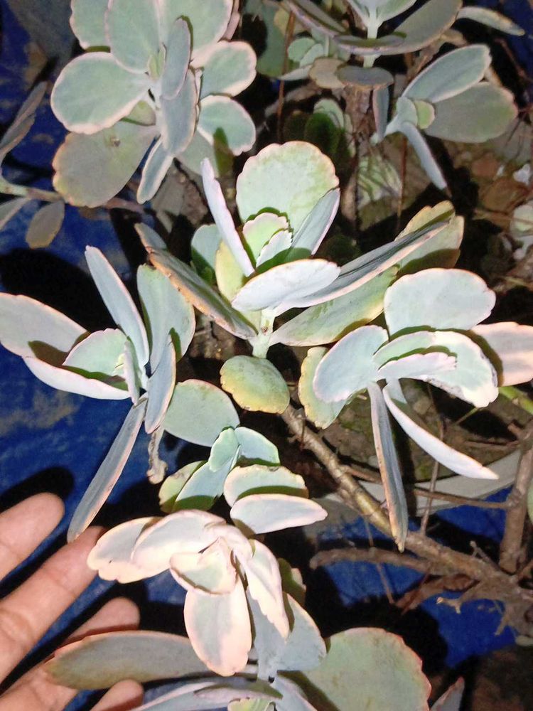 Combo Plants