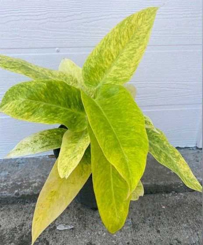 Philodendron golden calkins Plant