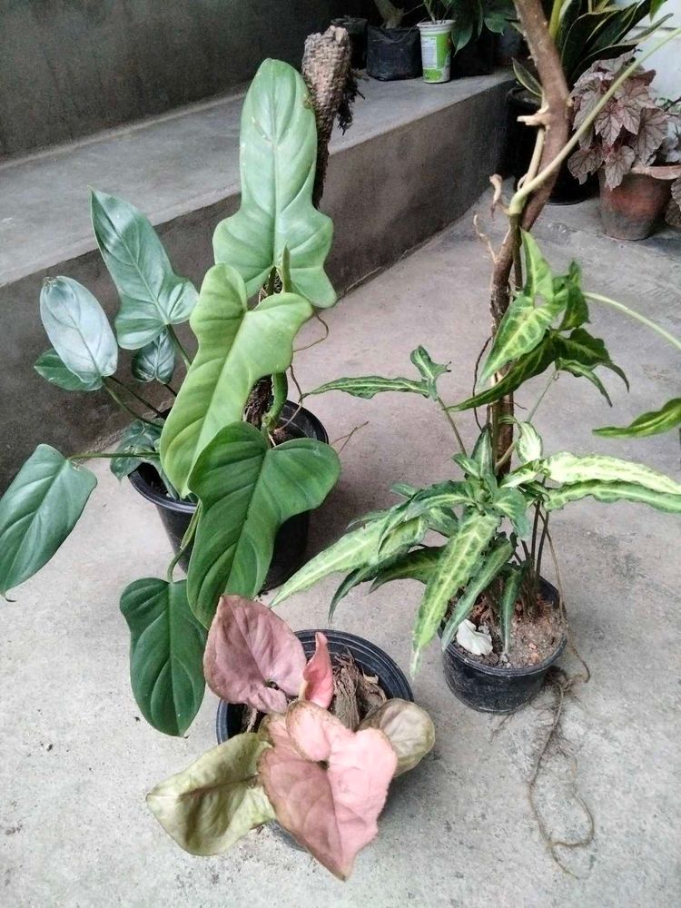 Indoor plants combo
