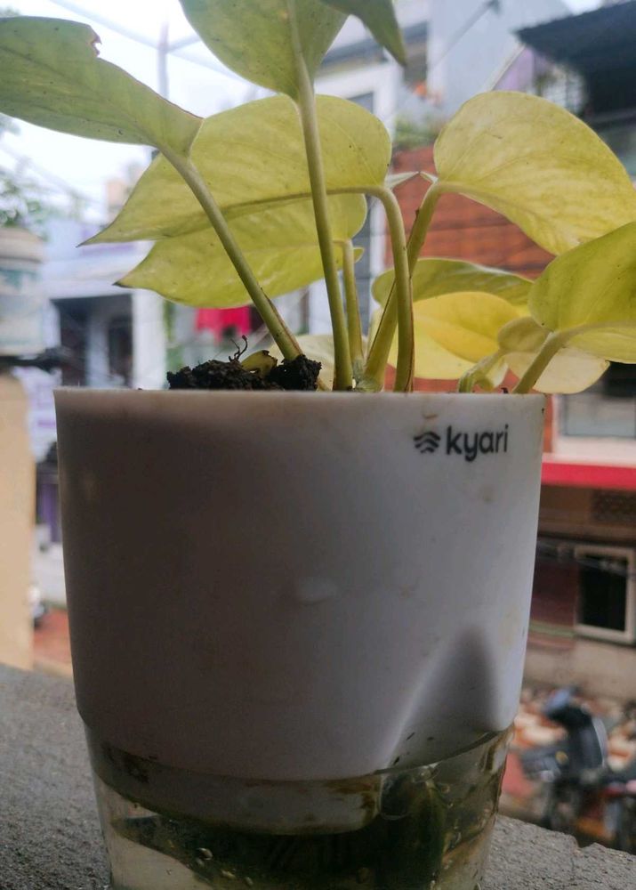 Aesthetic Money Plant