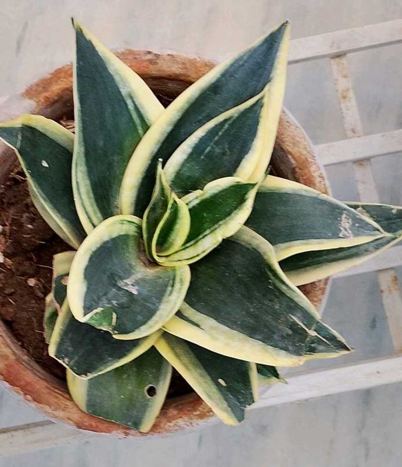 Snake Plant (dwarf)