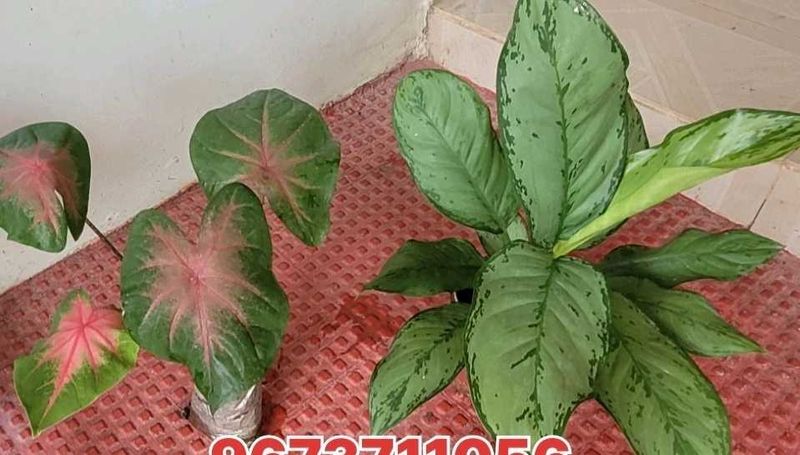 set 2 dieffenbachia segulne &amp; UJJAISEEDS