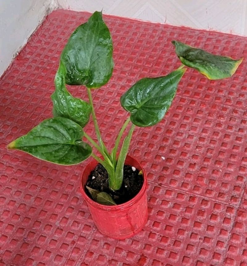 Alocasia cucullata (Elephant Ear) Plant &amp; Pot
