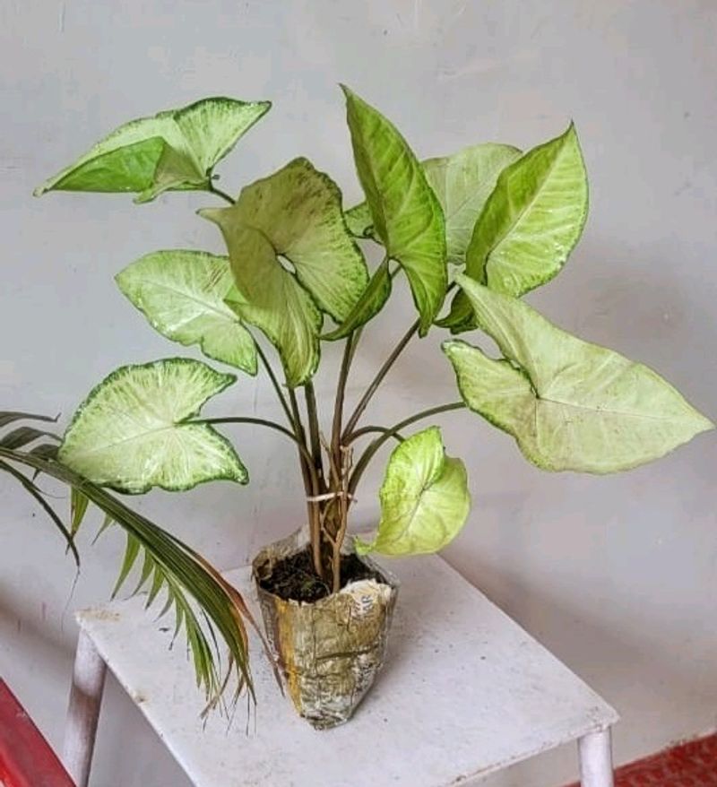 Ever Green 💚 Arrowhead Plant 🌵