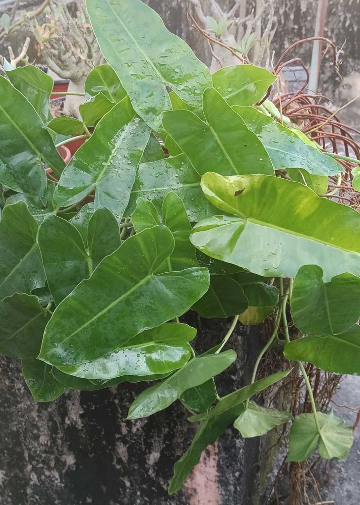 green burl marx Philodendron Plant