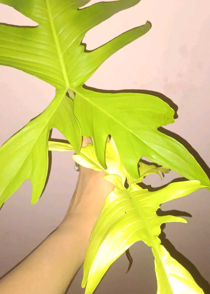 Rare Philodendron Florida ghost top Cutting
