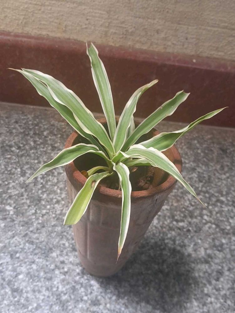 Variegated Real Plants Combo