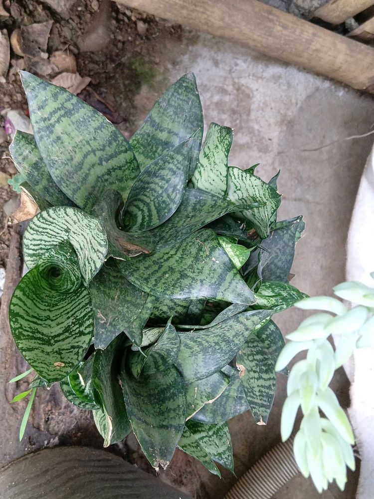 Snake Plant