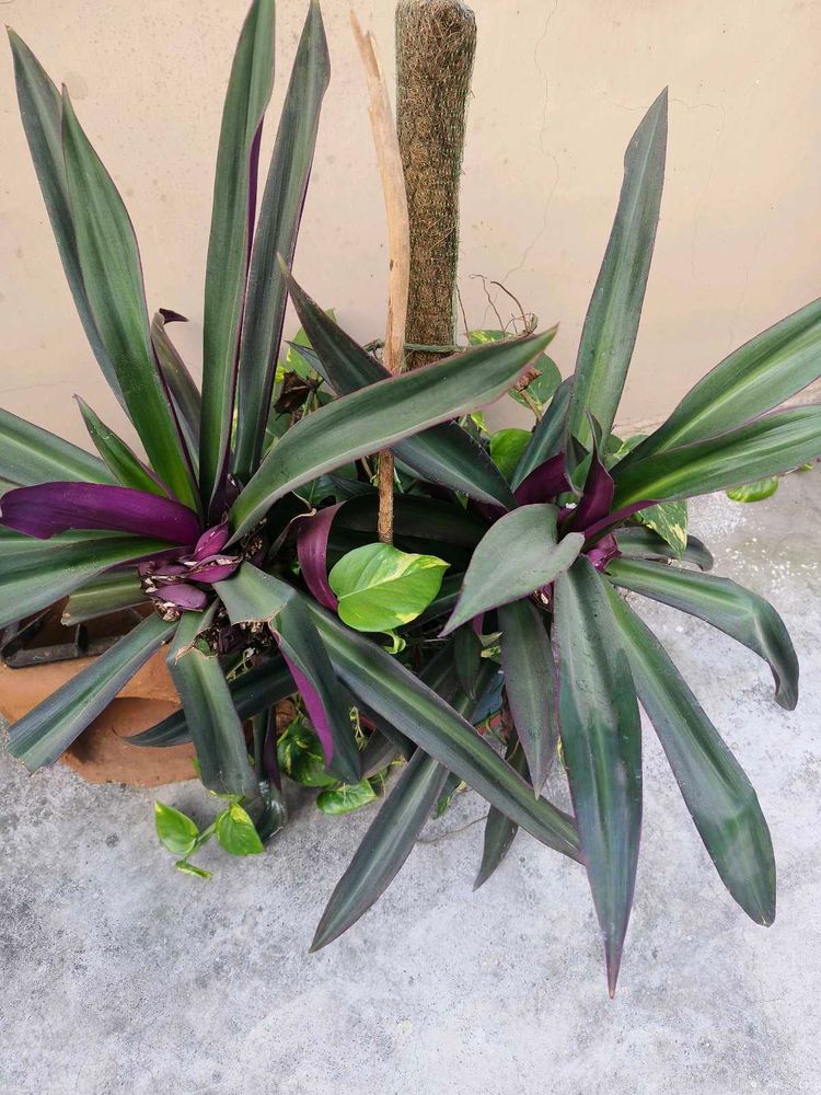 reho plant