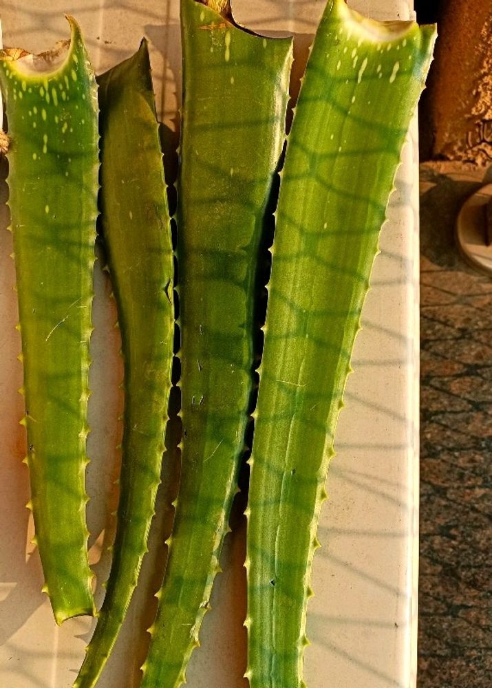 Aloevera