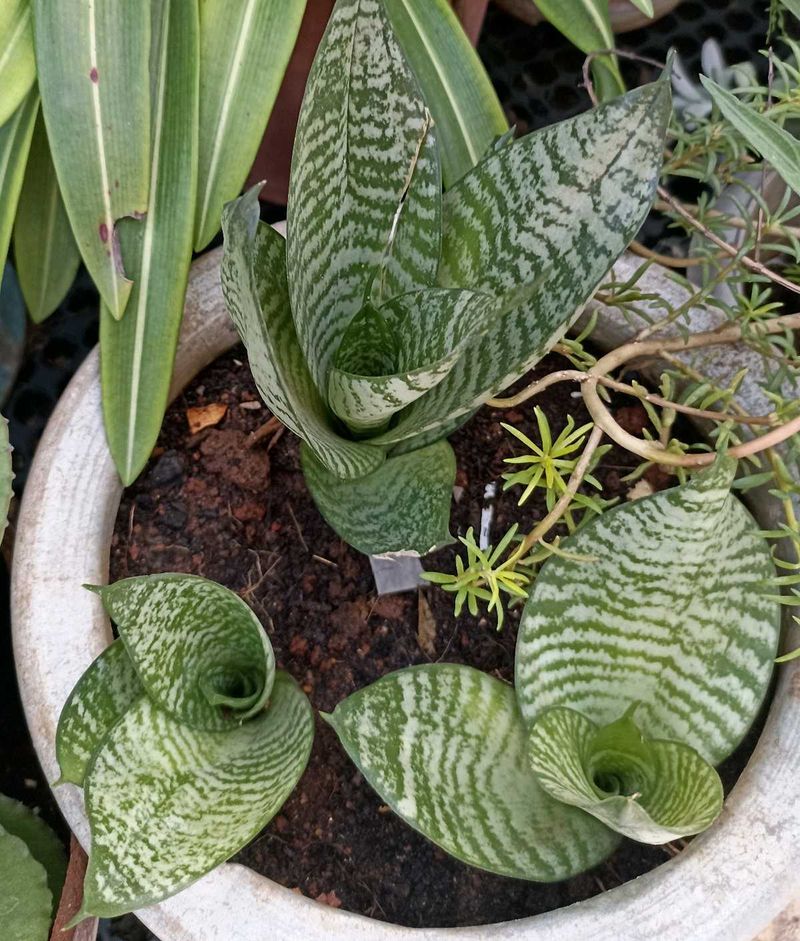 Combo Of 5 Plants @ Low Price