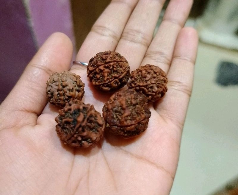 Panchmukhi Rudraksha