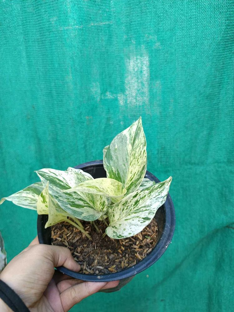 Marble Money Plant