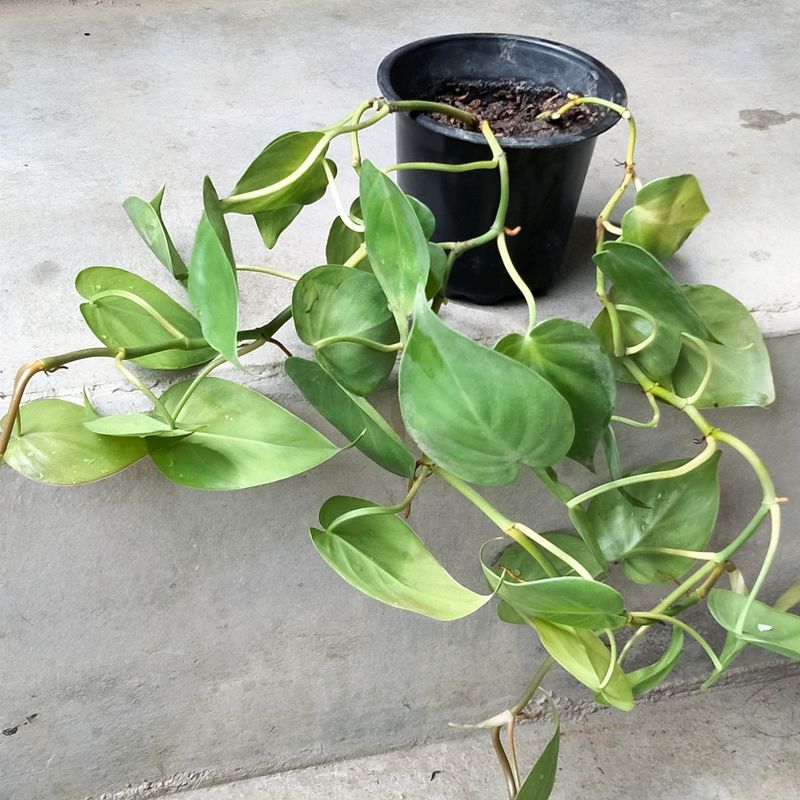 Philendradon Heart Leaf