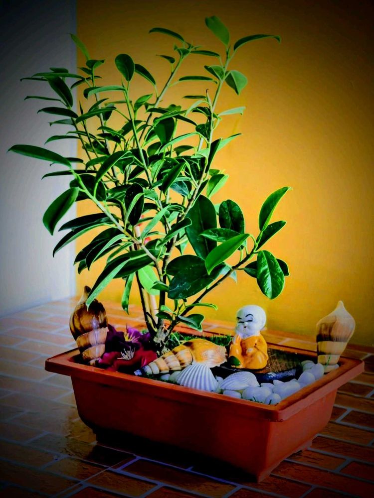 Tray garden