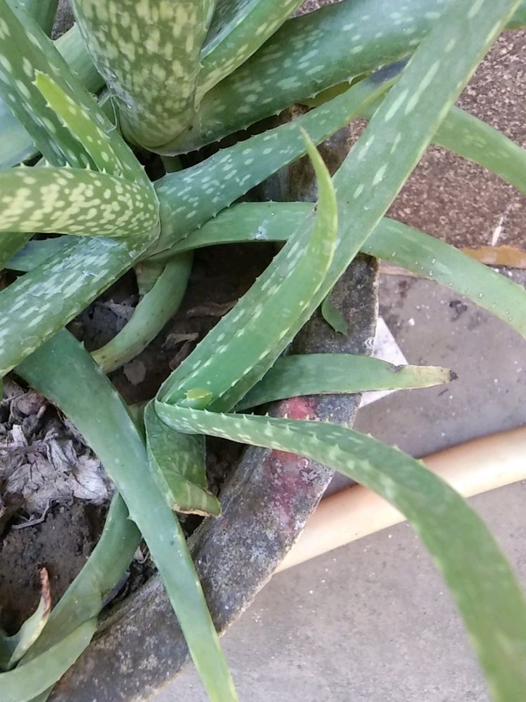 Big Aloe Vera Plant With Roots