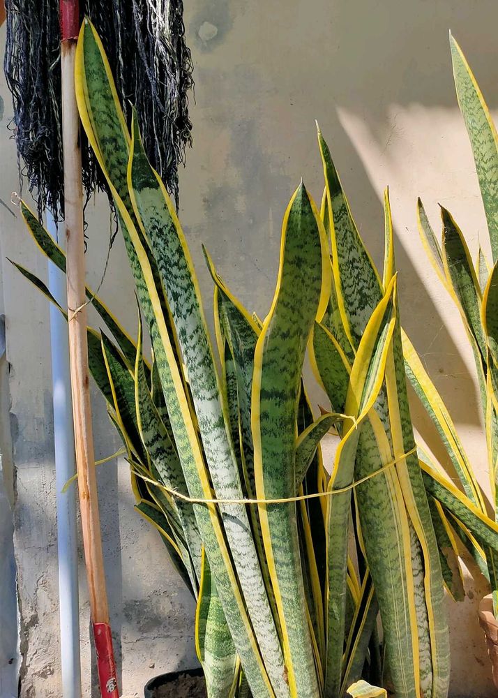 4ft Snake Plant (Sansevieria)