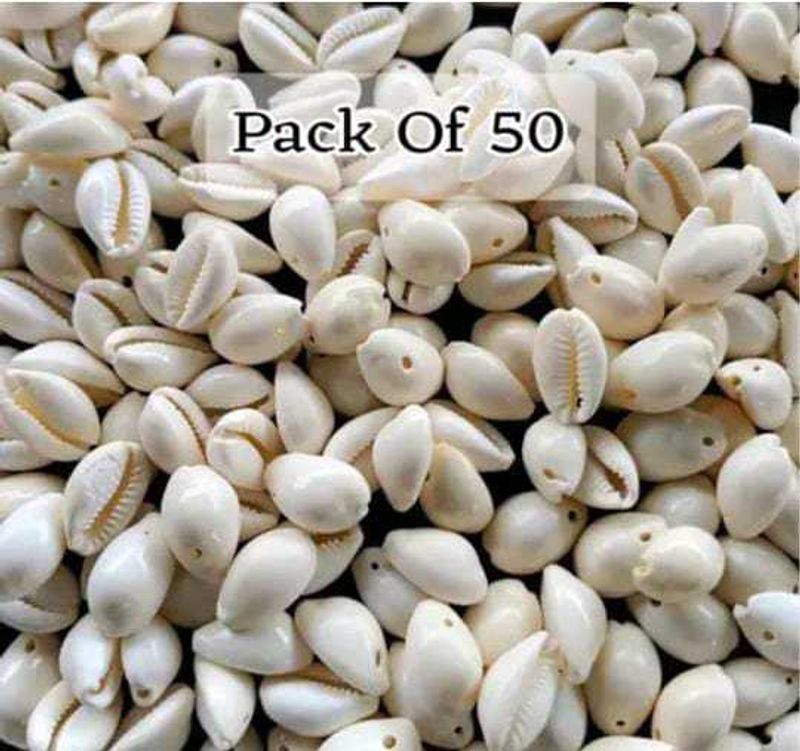 Sea Shells 50 Pic