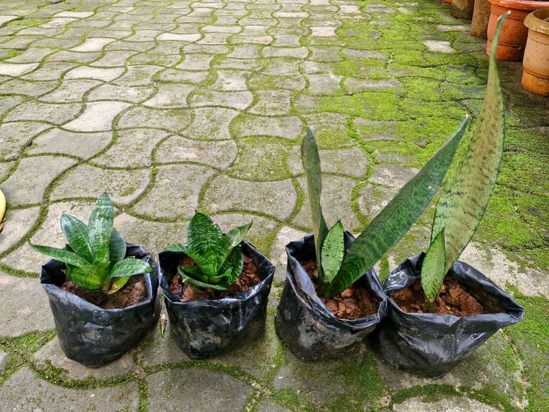 Snake Plants for Sale